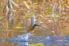 カワセミの離水