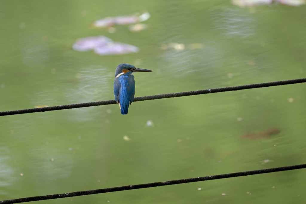 カワセミ