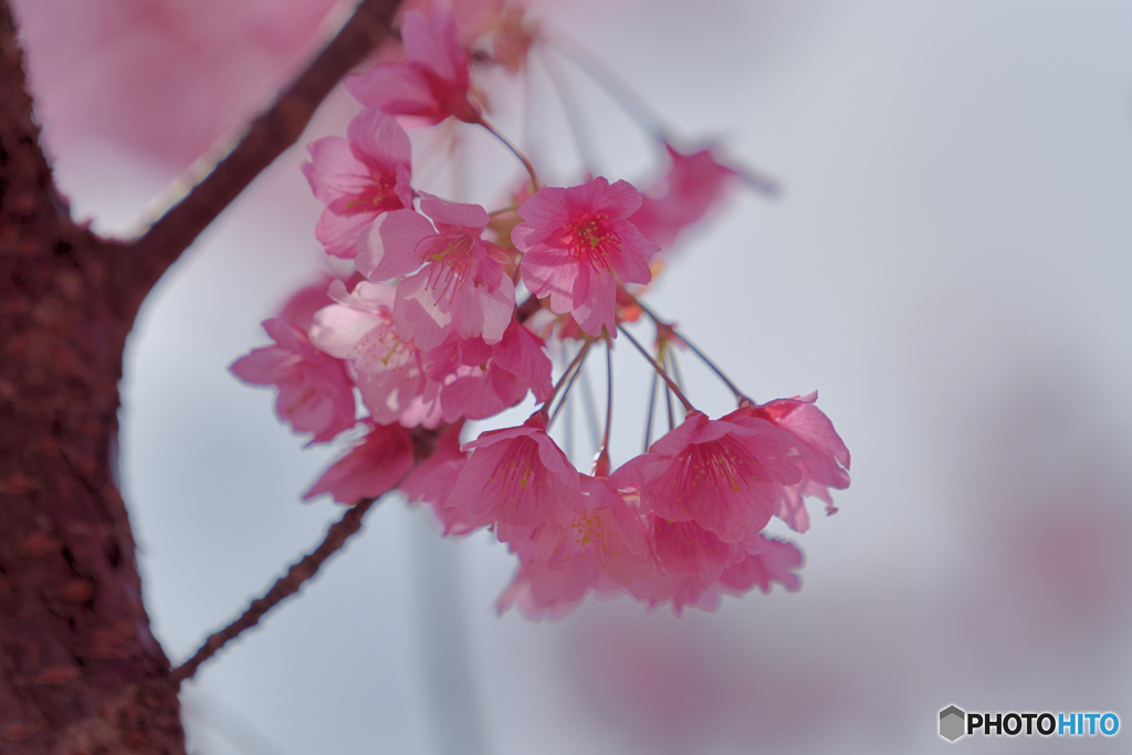さくら(２月に撮影)
