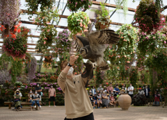 富士花鳥園　バードショー