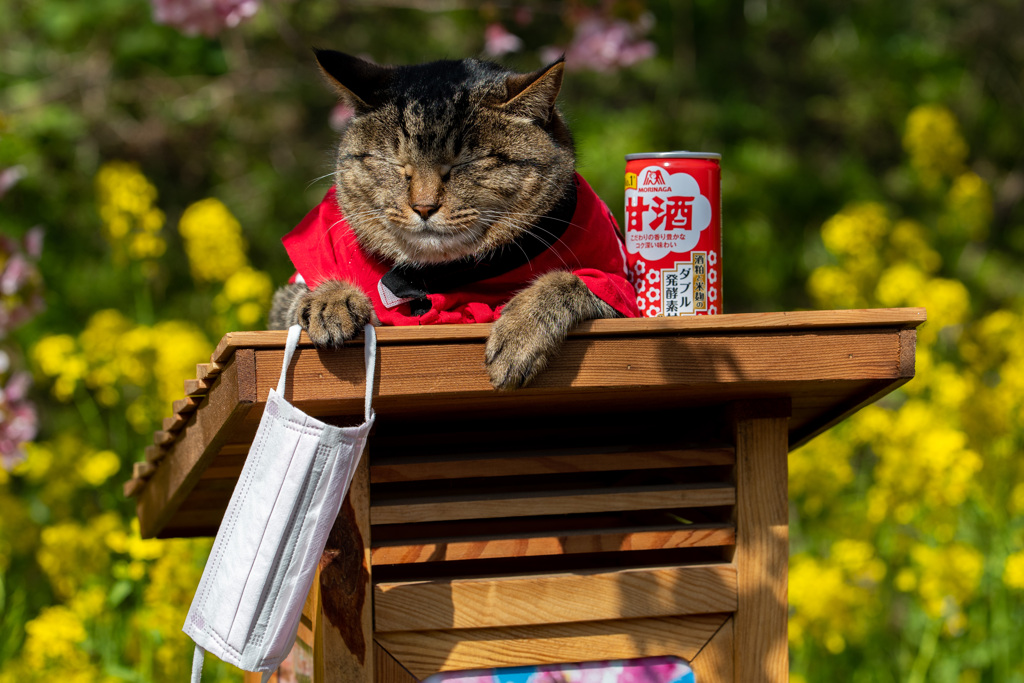 河津桜まつりでの一コマ