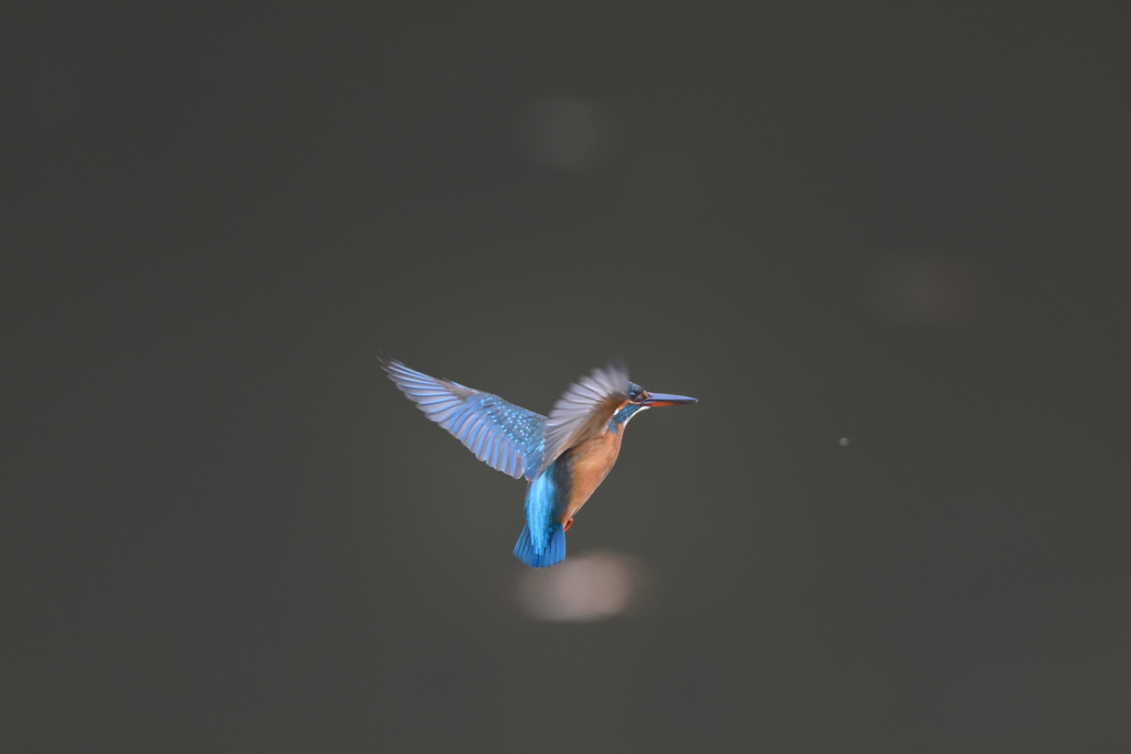 カワセミ　ホバリング