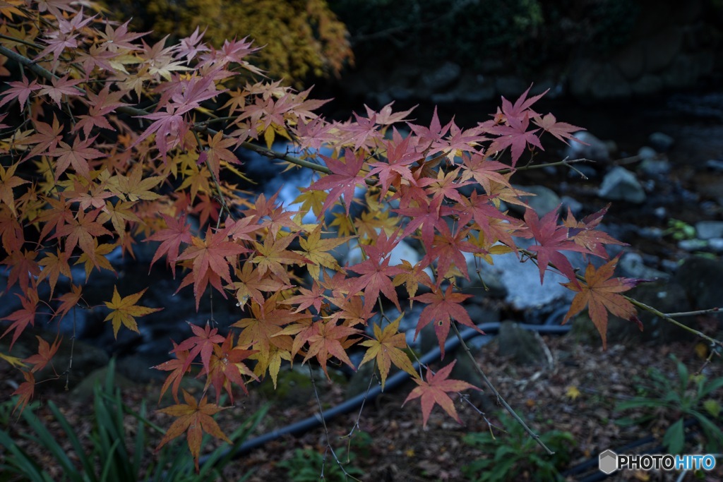 熱海梅園の紅葉