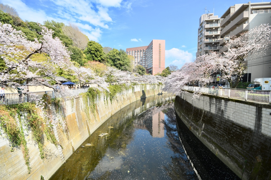 江戸川橋公園の桜 3/31