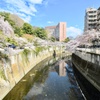 江戸川橋公園の桜 3/31