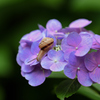 としまえんの紫陽花とカタツムリ