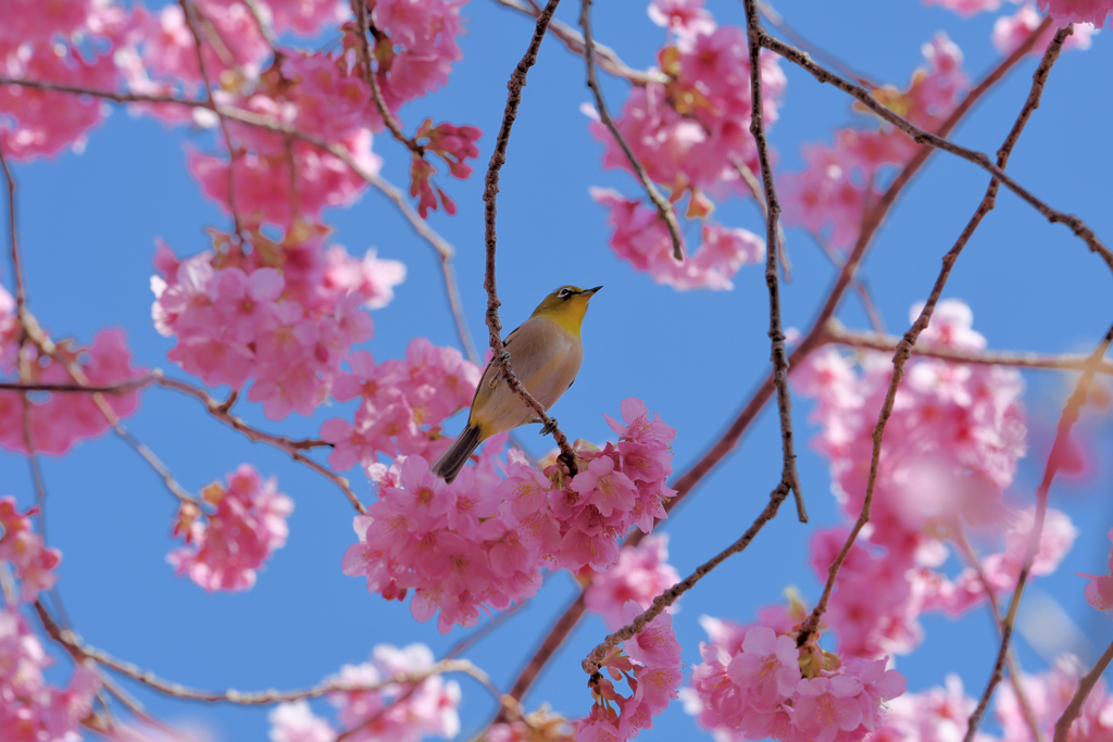 河津桜とメジロさん