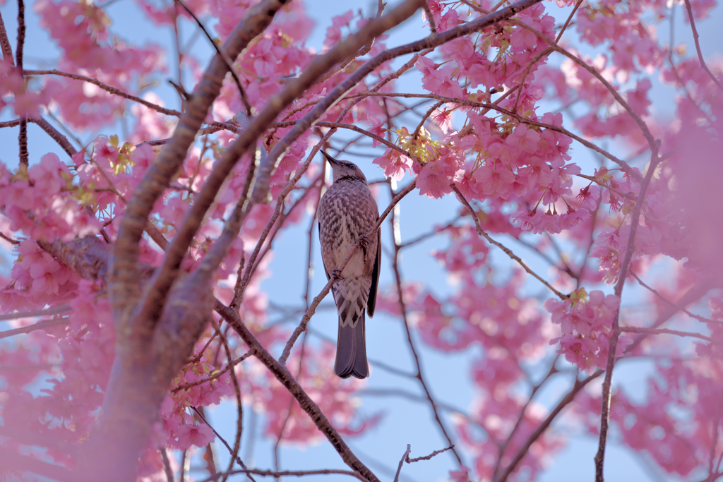 河津桜とヒヨドリ