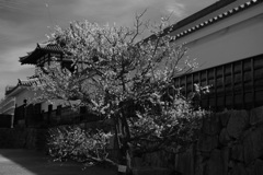 monochrome no.1