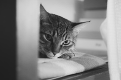 monochrome no.0