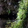 光芒