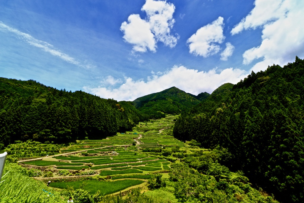 四谷の千枚田_２