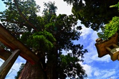 杉本貞観杉_１