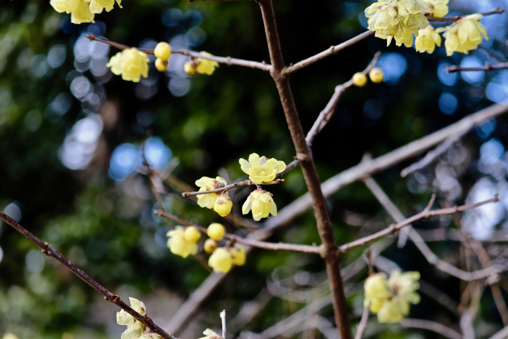 昭和の森_蠟梅