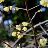 昭和の森_蠟梅