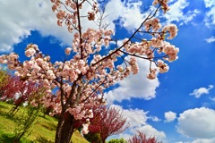 モリコロパークの花畑_1