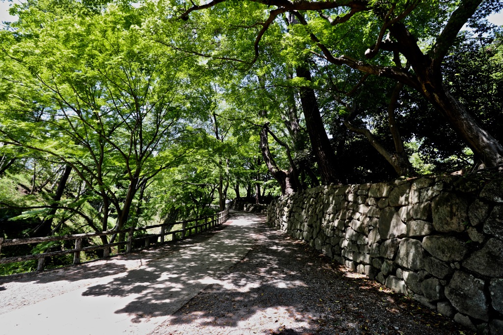 岡崎公園_緑が眩しい_２