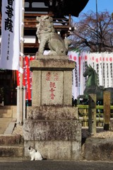 僕にもなれるかニャ・・