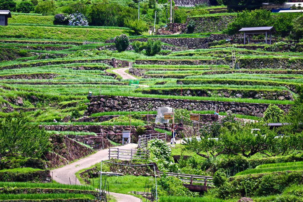 四谷の千枚田_１