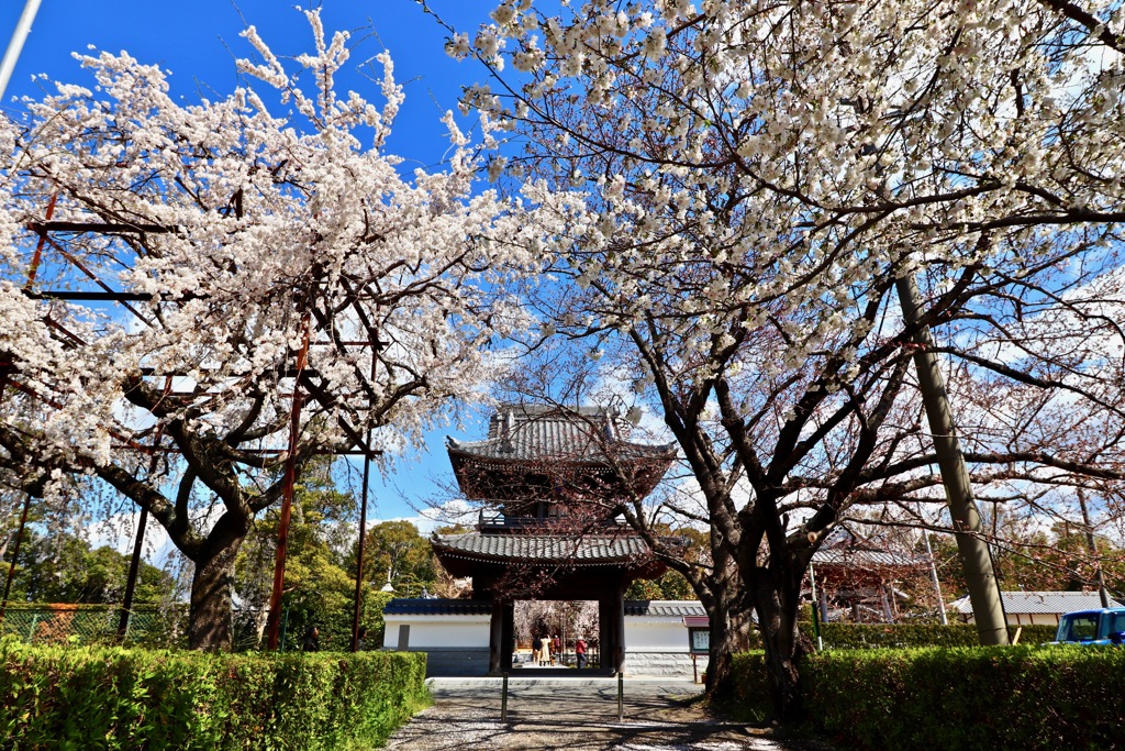 行福寺の枝垂れ桜_３