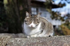 いらっしゃいませ