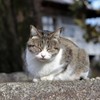 いらっしゃいませ