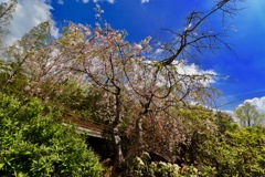 モリコロパークの花畑_３
