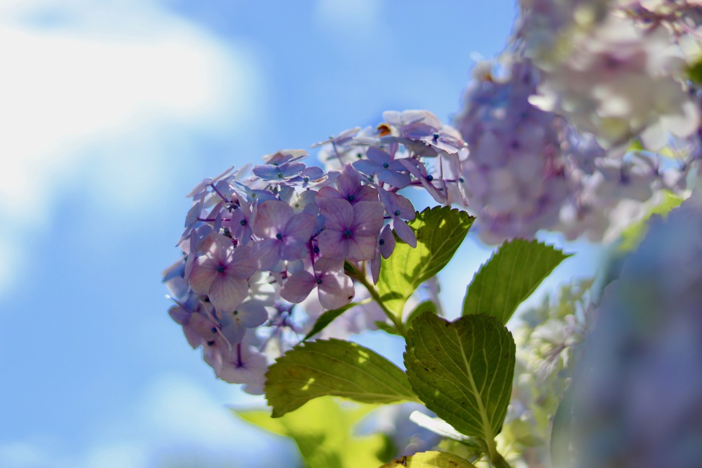 自転車で花を撮影に行きました_８