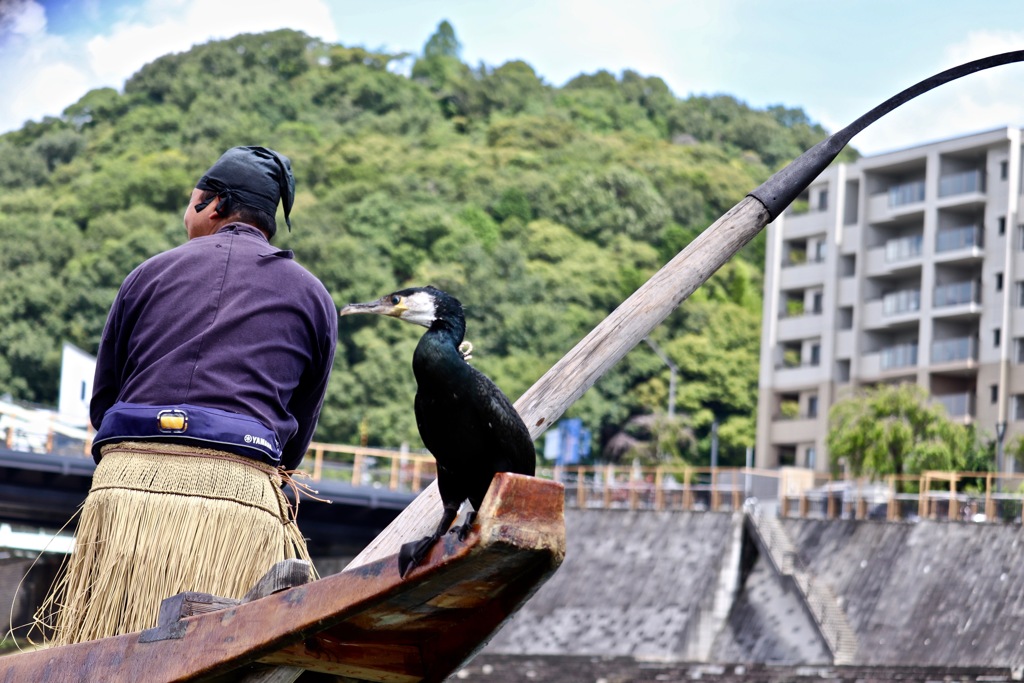 鵜匠＆鵜・・「あっちに鮎がたくさんいると思います」