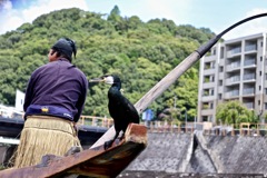 鵜匠＆鵜・・「あっちに鮎がたくさんいると思います」