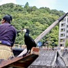 鵜匠＆鵜・・「あっちに鮎がたくさんいると思います」
