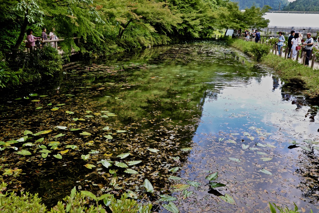 モネの池に行って来ました_2
