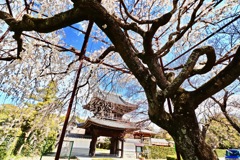 行福寺の枝垂れ桜_１