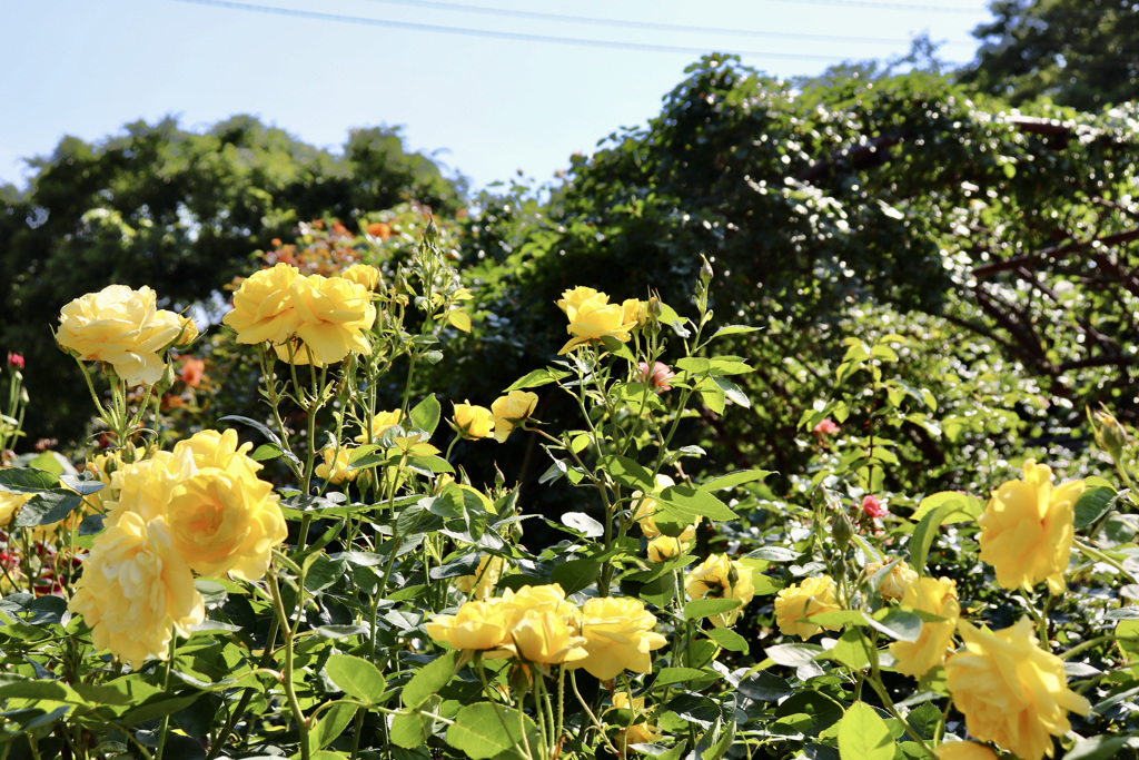 西山公園のばら園　その１