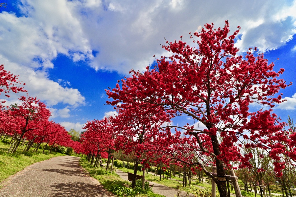 モリコロパークの花畑_２