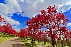 モリコロパークの花畑_２