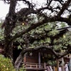 小國神社_3