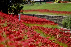 紅の絨毯　