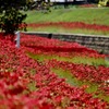 紅の絨毯　
