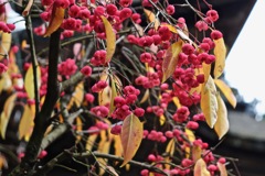 小國神社_2