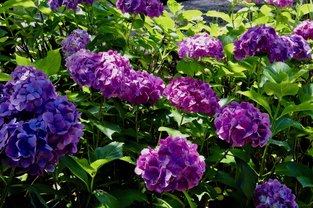 自転車で花を撮影に行きました_2