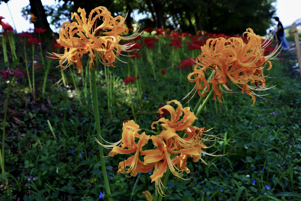 八反田公園の彼岸花　その４