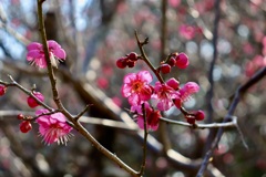 平芝公園　梅の花　その２