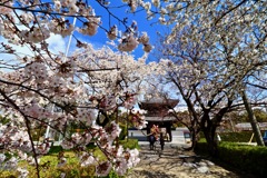 行福寺の枝垂れ桜_２