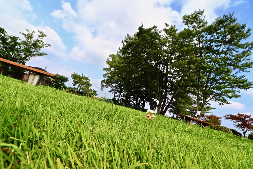バッタの気分で撮影