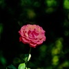 紅一点・・「キミに捧ぐ」