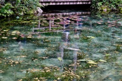 モネの池_１