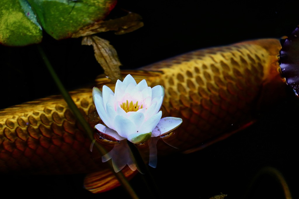 鯉の花飾り？