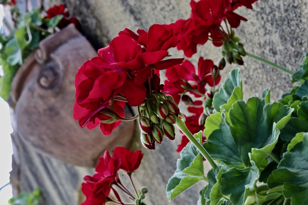 自転車で花を撮影に行きました_7