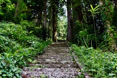 杉本貞観杉_３